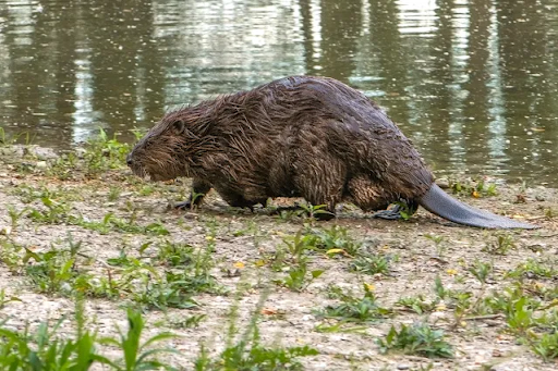 Hód a gátján ülve