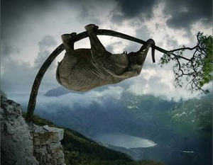 Fáról fejjel lefelé lógó elefánt