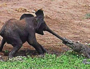 Elefánt krokodillal